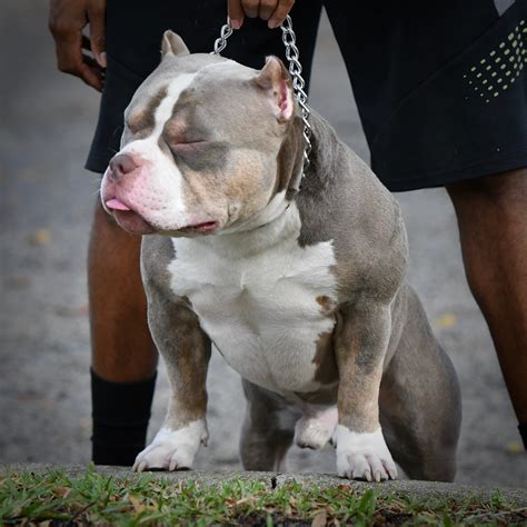 pocket bully for sale